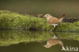 Common Nightingale (Luscinia megarhynchos)