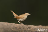 Common Nightingale (Luscinia megarhynchos)