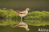 Common Nightingale (Luscinia megarhynchos)