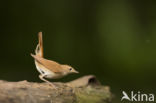 Common Nightingale (Luscinia megarhynchos)