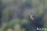 European Nightjar (Caprimulgus europaeus)