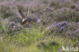 European Nightjar (Caprimulgus europaeus)