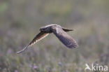 European Nightjar (Caprimulgus europaeus)