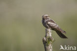 European Nightjar (Caprimulgus europaeus)