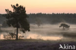 Nationaal Park De Maasduinen