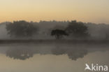 Nationaal Park De Maasduinen