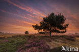 National Park Drents-Friese Wold