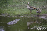 Egyptian Goose (Alopochen aegyptiaca)