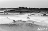 Noordhollands Duinreservaat