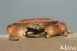 Edible crab (Cancer pagurus)