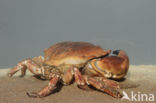 Edible crab (Cancer pagurus)