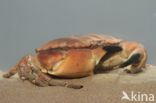 Edible crab (Cancer pagurus)