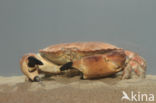 Edible crab (Cancer pagurus)