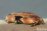 Edible crab (Cancer pagurus)