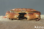 Edible crab (Cancer pagurus)