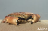 Edible crab (Cancer pagurus)