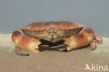 Edible crab (Cancer pagurus)