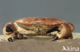 Edible crab (Cancer pagurus)