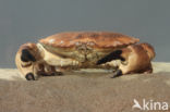 Edible crab (Cancer pagurus)