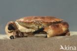 Edible crab (Cancer pagurus)