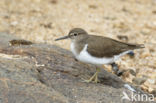 Common Sandpiper (Actitis hypoleucos)