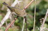 Oostsiberische Tjiftjaf (Phylloscopus collybita tristis)