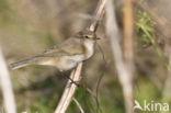 Oostsiberische Tjiftjaf (Phylloscopus collybita tristis)