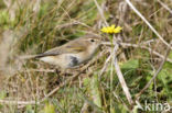 Oostsiberische Tjiftjaf (Phylloscopus collybita tristis)