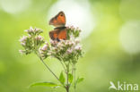 Oranje zandoogje (Pyronia tithonus)