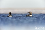 Pacific Loon