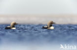 Pacific Loon