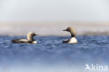 Pacific Loon
