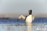 Pacific Loon