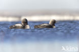 Pacific Loon
