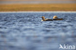 Pacific Loon