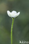 Northern Grass-of-parnassus (Parnassia palustris)