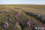 Pedicularis lanata ssp lanata