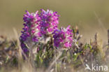 Pedicularis lanata ssp lanata