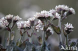 Arctic sweet coltsfoot (Petasites frigidus)