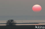 Polder Beningerwaard