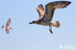 Caspian Gull (Larus cachinnans)