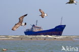 Pontische Meeuw (Larus cachinnans)