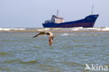 Caspian Gull (Larus cachinnans)