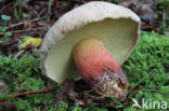 Pronksteelboleet (Boletus calopus)