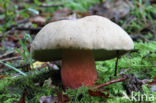 Pronksteelboleet (Boletus calopus)