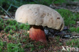 Pronksteelboleet (Boletus calopus)