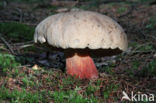 Bolete (Boletus calopus)