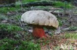 Pronksteelboleet (Boletus calopus)