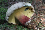 Bolete (Boletus calopus)