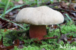 Pronksteelboleet (Boletus calopus)